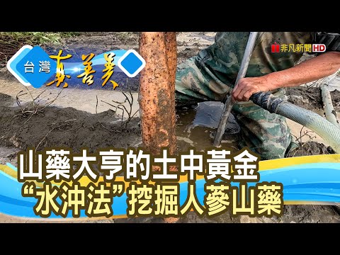 土中黃金“人蔘山藥”|鉅鹿堂人蔘山藥|【台灣真善美】2024.02.25