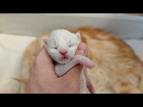 Can You Resist a Little Kitten?