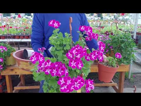 How to Grow Regal Geraniums Well
