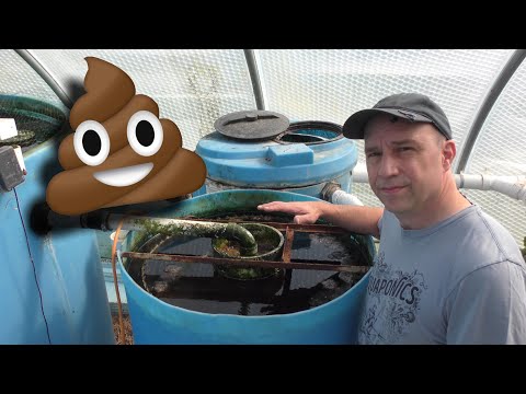 Aquaponics Solids (poop) Removal Tour and Maintenance