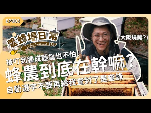 被蜜蜂叮到腫成麵龜!蜂農平常到底在幹嘛?《養蜂場日常 EP003》