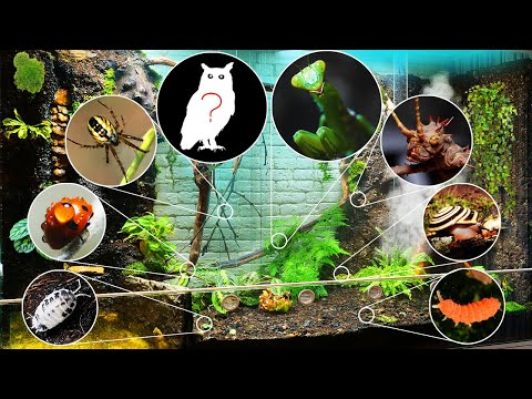 100 Species of Fauna in One Mega Terrarium