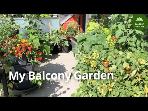 300 Days in my Balcony Garden