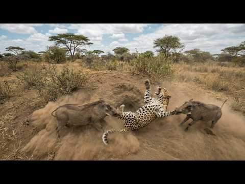 Two Warthogs Turn The Tables On The Leopard