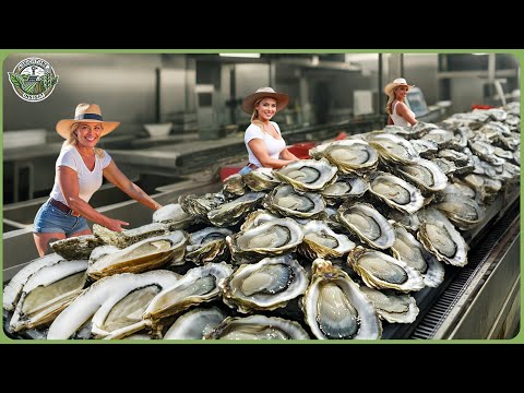 How Million Tons of Oysters Are Harvested & Processed Massive Oyster Farming