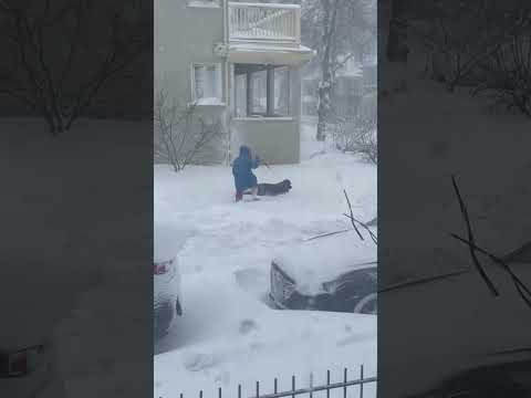 This dog clearly was not built for blizzards