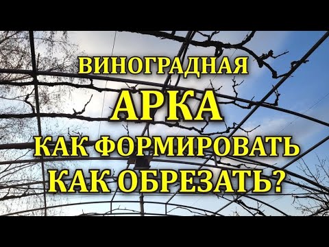 ВИНОГРАДНАЯ АРКА -ПРОСТОЙ СПОСОБ ОБРЕЗКИ -ФОРМИРОВКА