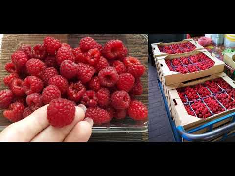 Малина Маравилла - Математика Урожайности