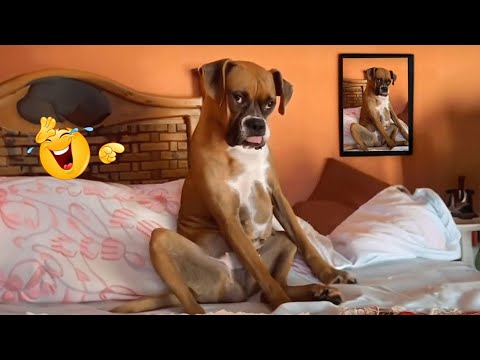 HILARIOUS DOGS Being Weird 🤪 NEW Funniest Dogs Video 2026