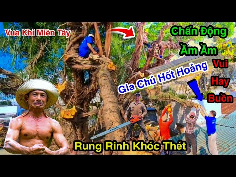 Chấn Động Nóc Nhà Ầm Ầm Gia Chủ Khóc Thét Vua Khỉ Cưa Cây Sộp Linh Thiêng 200 Năm Phát Hiện Điều Gì