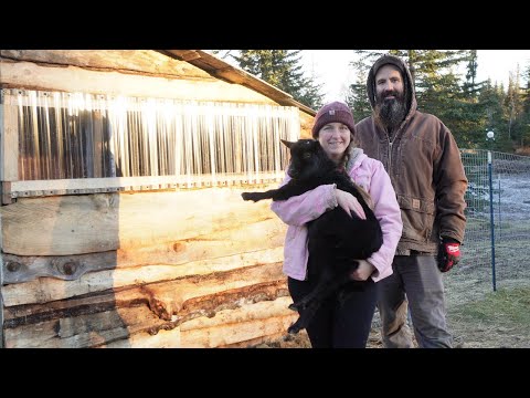Bringing Life Back to Our Old Goat Barn | Milling Lumber & Adding a New Goat House