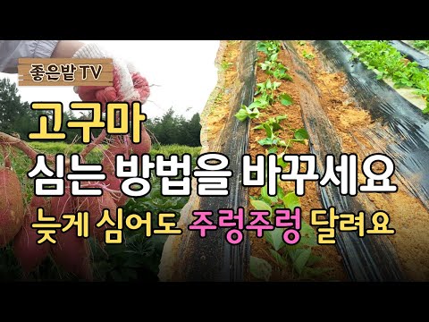 [25-76]고구마 심는 방법을 바꾸세요. 늦게 심어도 주렁주렁 달려요