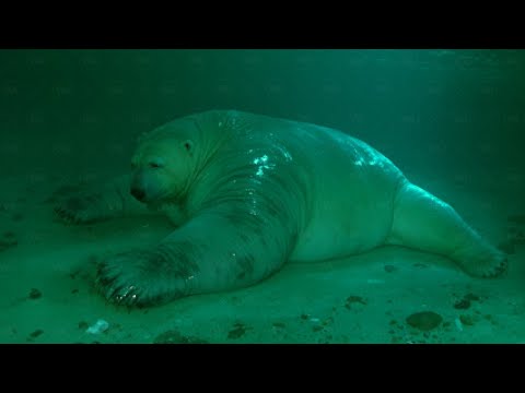 No One Believed It Until They Filmed It. Something Started Drowning Polar Bears in the Arctic
