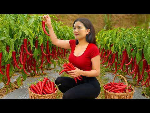 Harvesting Spicy Chili, Making Rice Cake & My Daily Work | Slow Life in the Countryside