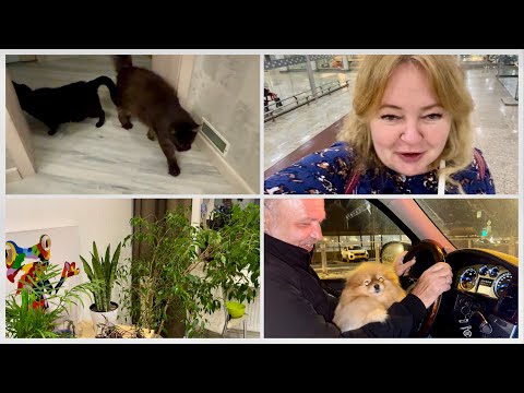 #21 Домой из Индии! Аэропорты, собака, коты, цветы, рассветы и закаты- все смешалось 🤪