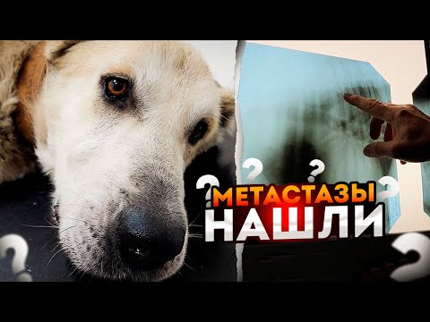 Part 2. What did the ultrasound and X-ray show? Are there any metastases? Will the Alabai dog sur...