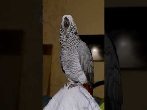 Попугай Кузя. Поём песенки.