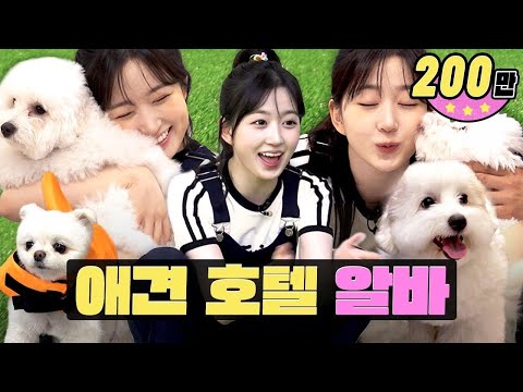 So cute I want to bite them... but stop, Oh Haewon!ㅣWorkdolㅣPet HotelㅣPuppiesㅣNMIXX Haewon