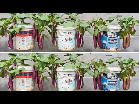 Tips for growing eggplant for quick harvest for beginners, no need for garden
