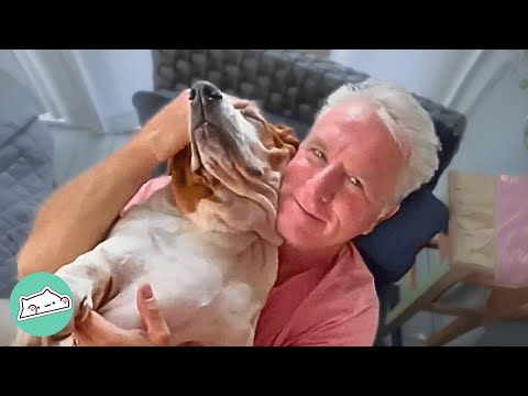 Man Didn’t Want Another Dog, But Basset Won Him Over @CuddleBuddiesChannel