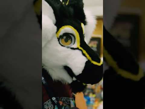 What is being a Furry all about?