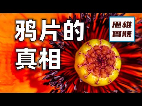 鴉片戰爭的真相：沒有什麼好袒護的｜鴉片戰爭合集｜思維實驗室·特輯