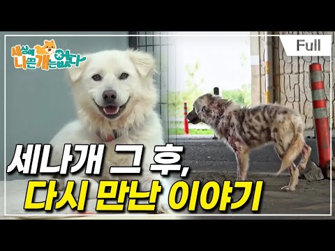 [Full] 세상에 나쁜 개는 없다 - 세나개 그 후, 다시 만난 이야기