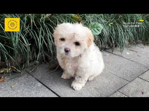 One sentence turned a chasing stray into the most treasured pet