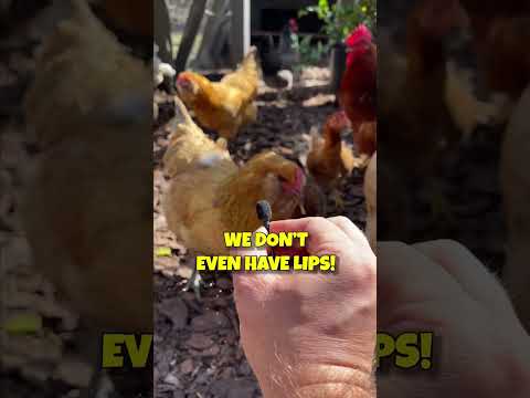 I Interviewed Chickens About The Egg Crisis  #shorts