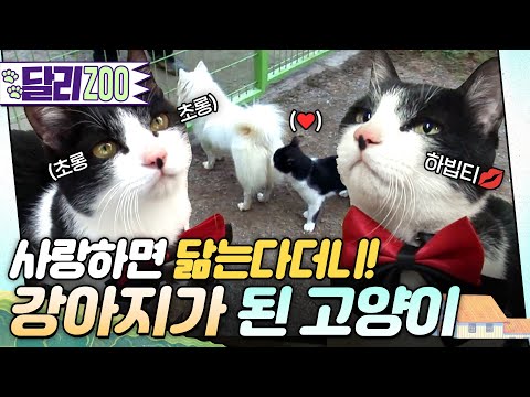[🐕#달리ZOO] 국내 최초 어질리티 대회에 출전한 고양이의 사연은?🐈 (feat. 사랑의 힘) #TV동물농장 #달리 #DALI