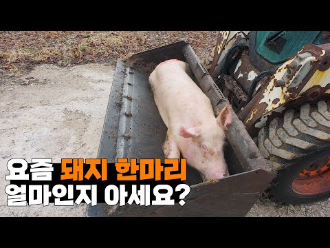 농업 수익 1위? 돼지농장 실체 공개