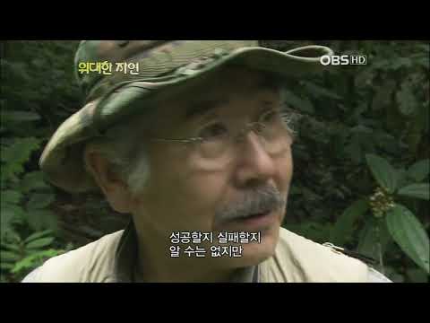 OBS 위대한 자연 : 열대우림의 전사, 군대 개미