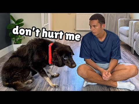 The Most Broken Dog We’ve Ever Rescued… Until Now