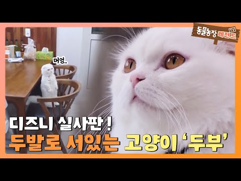 [TV 동물농장 레전드] 디즈니 실사판! 두발로 서는 고양이 ‘두부’ 풀버전 다시 보기 I TV동물농장 (Animal Farm) | SBS Story