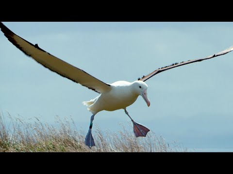 Albatrosses Use Their Nostrils To Fly | Nature's Biggest Beasts | BBC Earth