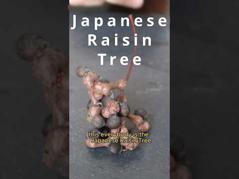 This fruit is so weird that it isn't even a fruit.  JAPANESE RAISIN TREE