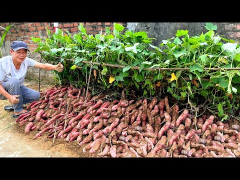 Growing Sweet Potatoes Using Leaves? I Harvested Tons of Tubers with This Simple Trick!