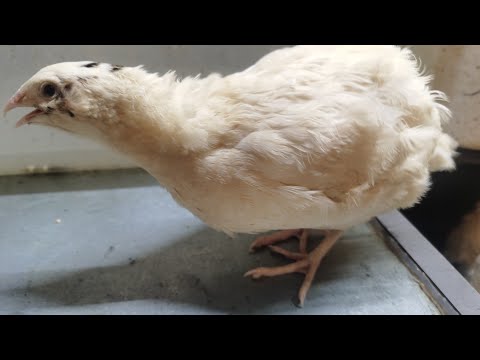 Лучшая порода перепелов, для разведения и бизнеса.👍👍