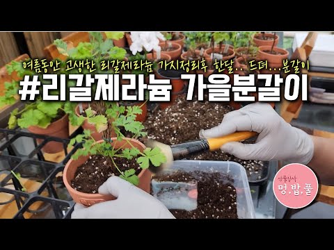 제라늄,가을시리즈[4]가을.리갈제라늄 분갈이 #리갈제라늄가을분갈이