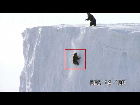 The Bear Cub Did Not Reach The Top And Fell