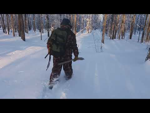 Установка капканов на соболя