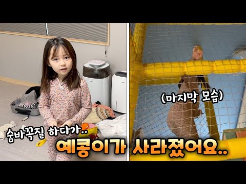 숨바꼭질 하다가 사라진 예콩이..어디로 사라진걸까요?