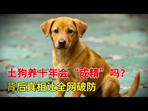 土狗養十年真的會“成精”嗎？一位老人的經歷震驚全村，但背後真相卻讓全網破防！
