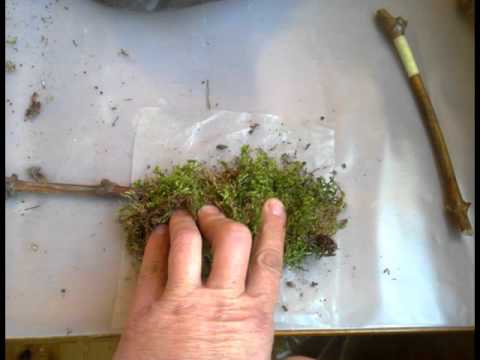 Укоренение черенков во мху Базовый