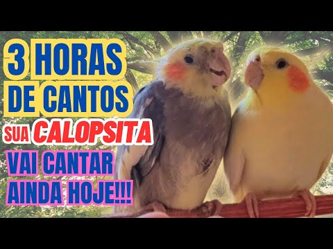 3 Horas de Canto de Calopsita para estimular sua Calopsita a cantar Familia de Calopsita Cantando