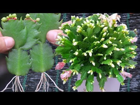 A great way to propagate and grow Christmas cactus in just 9 days