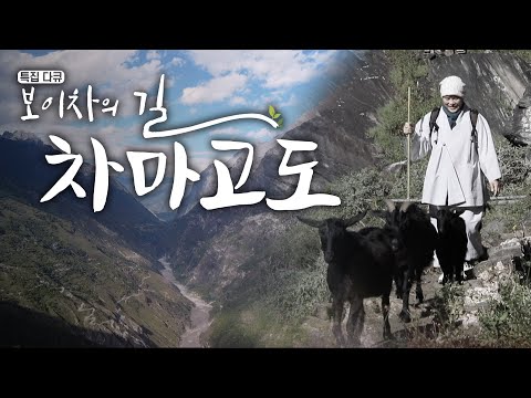 [#특집다큐] 보이차의 길, 차마고도 🍵🐴/ the road of Pu'er tea, the ancient tea route