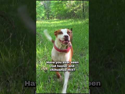 Have you ever seen a chihuahua red heeler mix? This is what it looks like. #rescuedog
