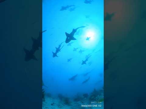 Shark Migration 😱🤯 Why are they doing this? #shorts #wildlife #outdoors #underwater #ocean #shark