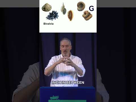Discover Amazing Seashells: Bivalves & Gastropods